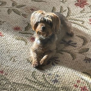 Meet your Posher, Sandy